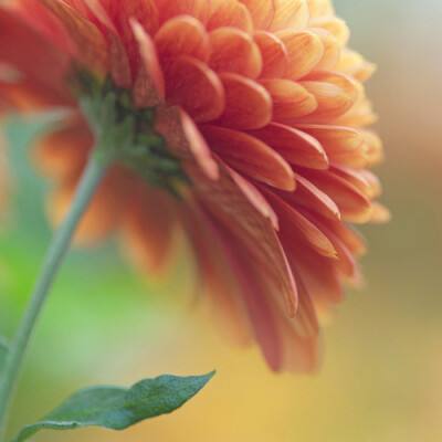 彩信平台官网app下载截图